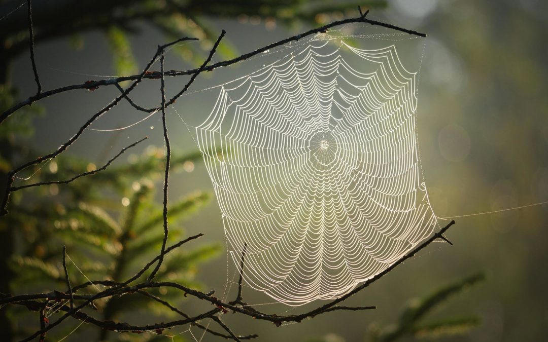 10 Eco-friendly Ways to Keep Spiders Out of Your Home