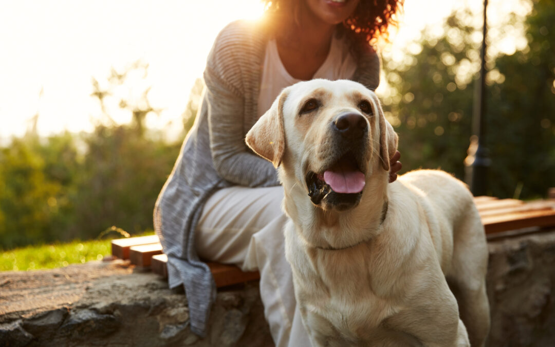 Eight Essential Tips for Taking Care of Your Pets in the Summertime